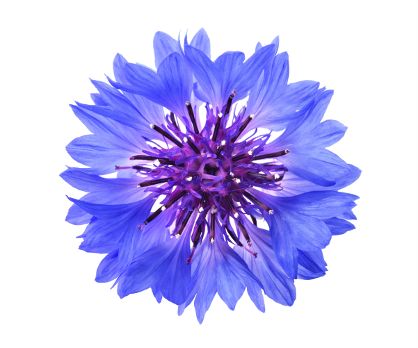 Kwiat